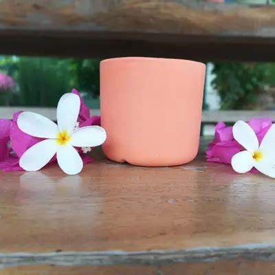 Buy Kornet Mini Orange online at best price | BOTANIKA THE NURSERY
