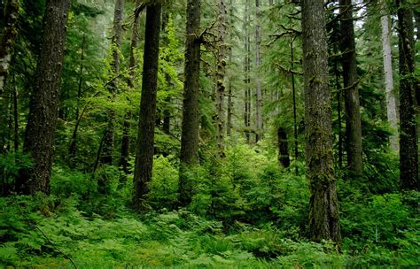 Temperate Deciduous Forest | Pearltrees