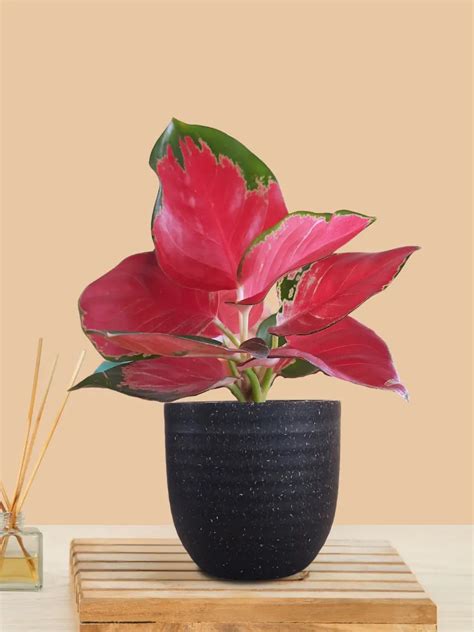 Aglaonema Cherry Red Plant (Small) in Eco Pot – Greenkin