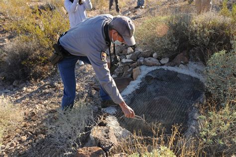 Water in the desert: Wildlife water catchments help sustain diverse ...