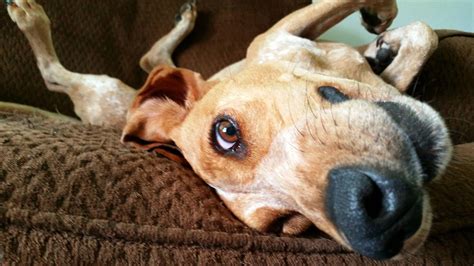 Humorous Dogs 的图像结果