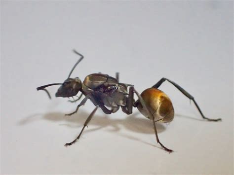 新商品入荷 | 女王アリ・飼育用品のネット販売【ANT AND】