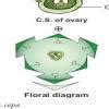 Draw a floral diagram for Allium cepa.those who will answer it I ...