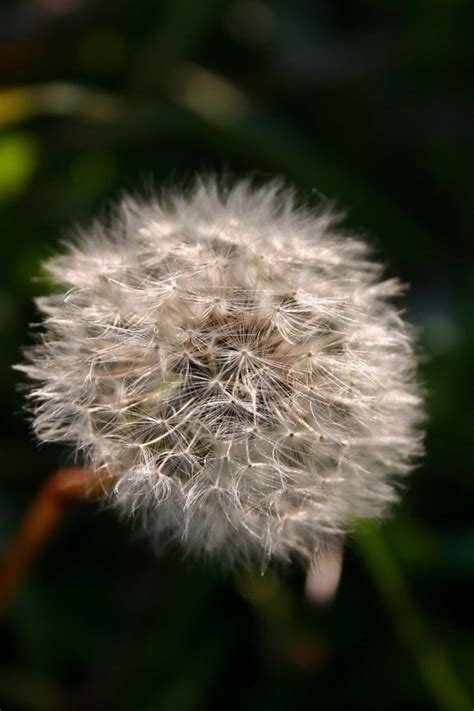 Seed Bead Spider Patterns 的图像结果