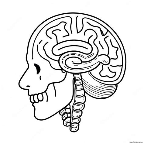 Anatomy Of Brain Coloring Page (73242-58818)
