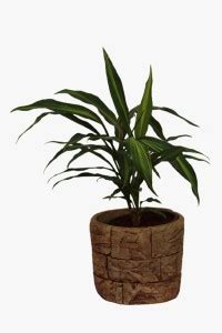 Pots & Plants Dracaena Plant Price in India - Buy Pots & Plants ...