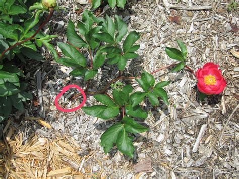 Southern Peony: 2013 Peony 'Grace Root' Adventitious Bud Stem Flower