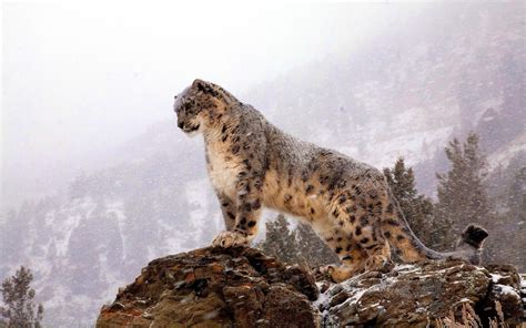 Snow Leopard Wallpaper Hd - WallpaperSafari