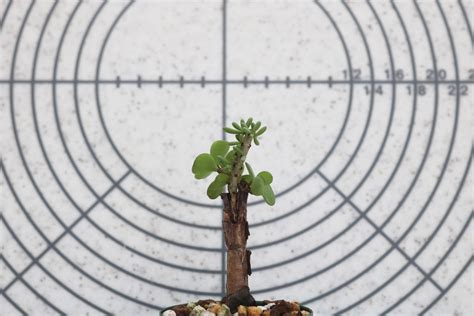 ceraria namaguensis | OCOGI