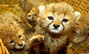 Image result for baby animals wallpaper hd