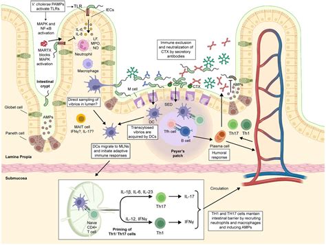 Frontiers | Vibrio cholerae, classification, pathogenesis, immune response, and trends in ...