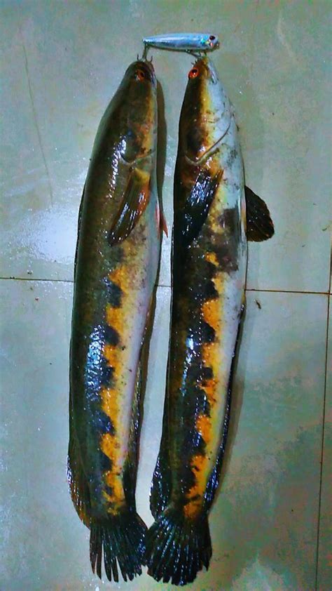 Duo International Realis Pencil Hard Bait Lure | Topwater Lures | Floa