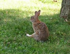 Image result for Bunny Sitting Back View