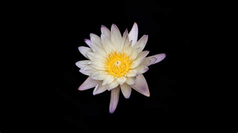 3440x1440 White And Yellow Flower Black Background 5k UltraWide Quad HD ...
