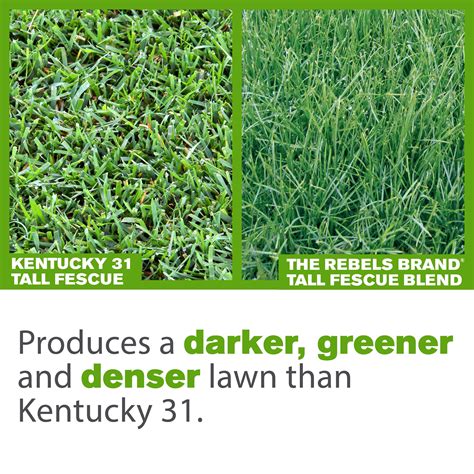 Buy The Rebels Tall Fescue Grass Seed, for Sun to Medium Shade; 7 lb ...