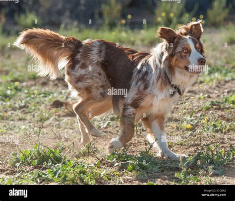 Australian Cattle Dog Golden Retriever Mix