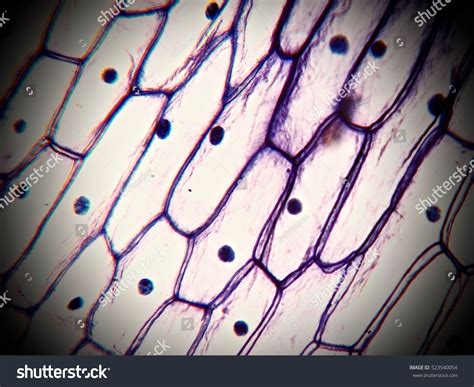 Onion Cell 400x Labeled