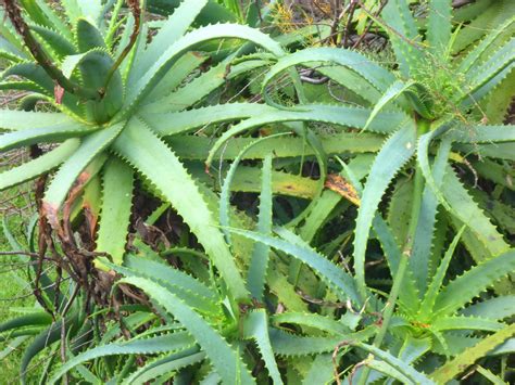 Are Aloe Plants Poisonous To Cats And Dogs