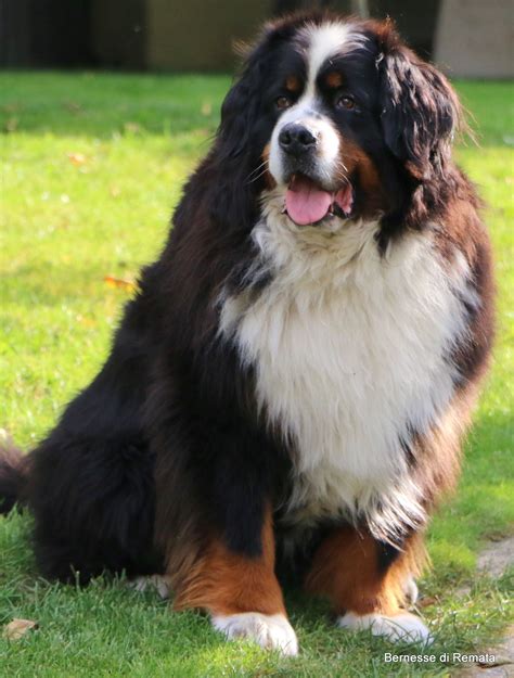 Bernese Mountain Dog Sitting in Grass