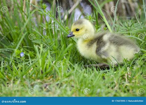 Canada Goose Baby Chick stock image. Image of grassland - 17607895