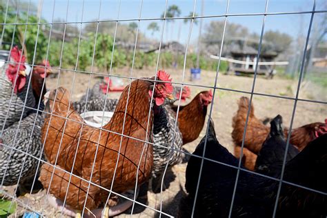 UTRGV mobile lab hopes to take agriculture education across RGV | MyRGV.com