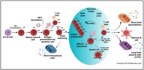 B Cell Responses upon Human Papillomavirus (HPV) Infection and Vaccination