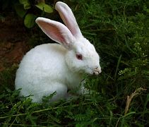 Image result for Easter Bunny White Rabbit