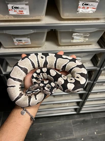 Image result for Desert Ghost Axanthic Ball Python