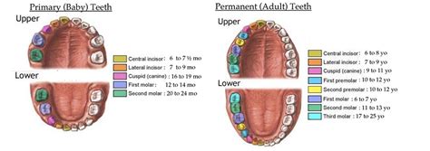 Image result for Tooth Growth Chart