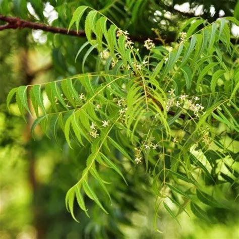 Neem Tree / Aariveppu (Azadirachta indica) Ornamental/Medicinal Live P – Hug A Plant