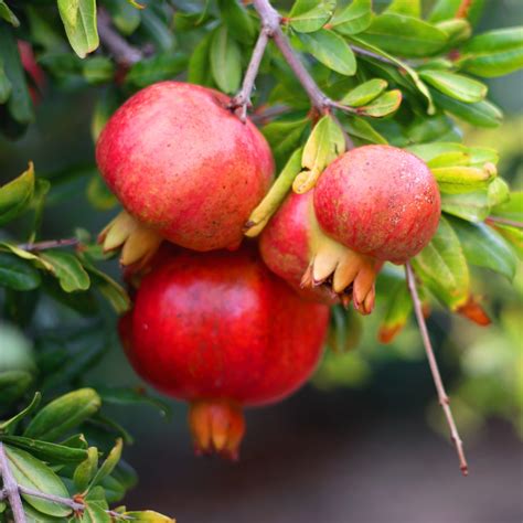 Pomegranate - Red - Punica granatum Fruit Plant – M-Tech Gardens