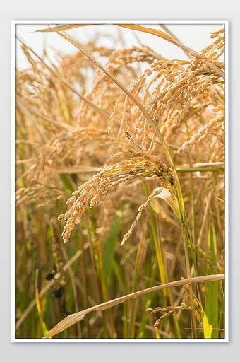 小麦和稻谷的区别 - 农村网
