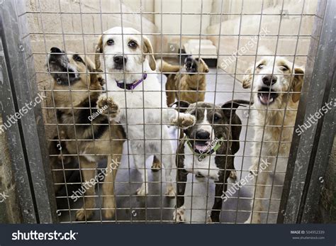 What Is A Dog Pound In Spanish at Nina Pierson blog