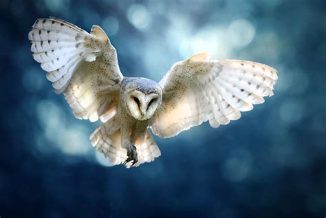 Barn Owls In Flight At Night