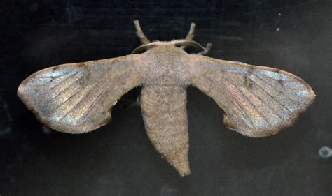 Insect Pests