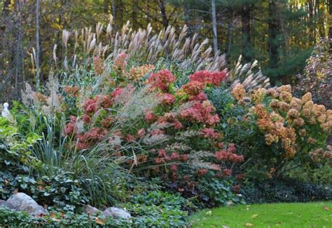 Hydrangea Tree Fall Care 的图像结果
