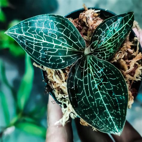 Anoectochillus formosanum sp. ( Jewel Orchid) – EXOTICA ORCHIDS