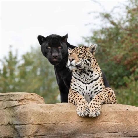 [Video] Rare Black Jaguar Cub Joins The Big Cat Sanctuary Family