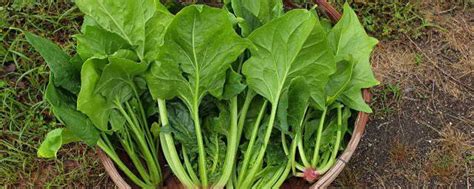 菠菜种植方法和时间几月播种 菠菜怎么种植_知秀网