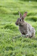 Image result for European Rabbit Baby