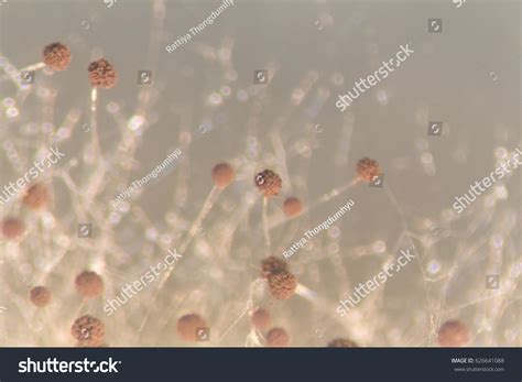 Mold Under Microscope 的图像结果