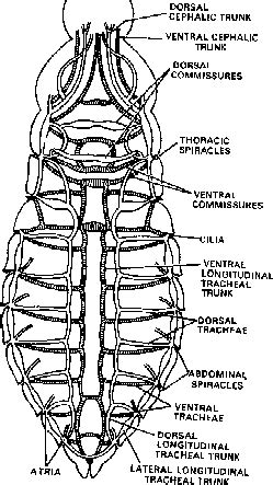 Cockroach Respiratory System 的图像结果