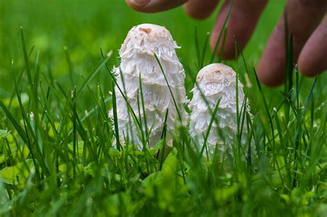 The Complete Guide to Shaggy Mane Mushrooms | GroCycle