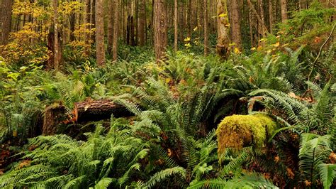 Ecosystems Practice Questions | Quizizz