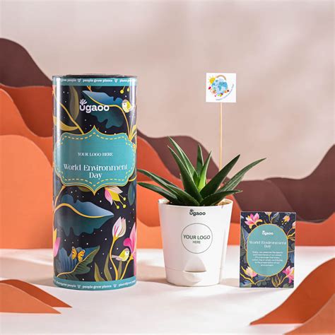 Aloe Vera Green Mini Plant For Environment Day Gifting – Ugaoo