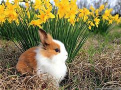 Image result for Desktop Wallpaper Spring Bunnies