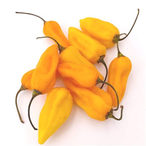 Naga Bhut Jolokia Naranja - 10 Semillas de chile | Chili-Plants.com S