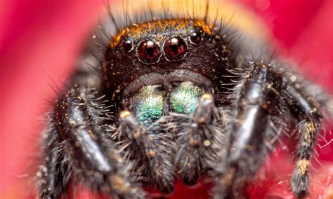 Red Colored Spiders In Colorado