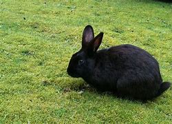 Image result for Cute White Bunny Near Water Fall