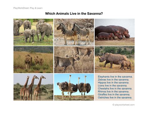 Which Animals Live in the Savanna | Free Printables for Kids